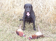 Our Beloved Black Lab